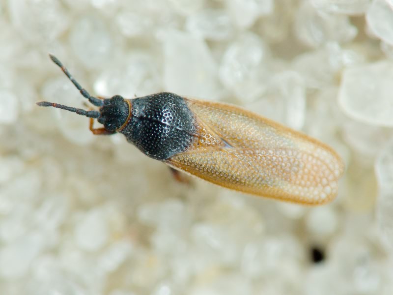 Agramma fallax (Horváth, 1906)